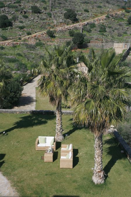  palm trees