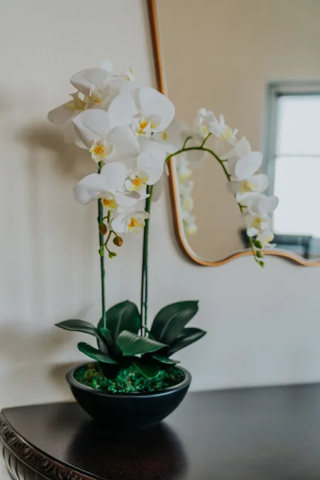 orchid and mirror
