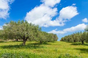 Spring Kissed Crete