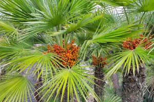 Parc botanique et jardins