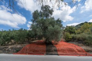 Célébrez la récolte des olives traditionnelle en Crète