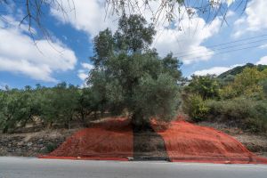 Celebrate the Traditional Olive Harvest in Crete 