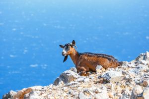 Κrikri - The Cretan Wild Goat